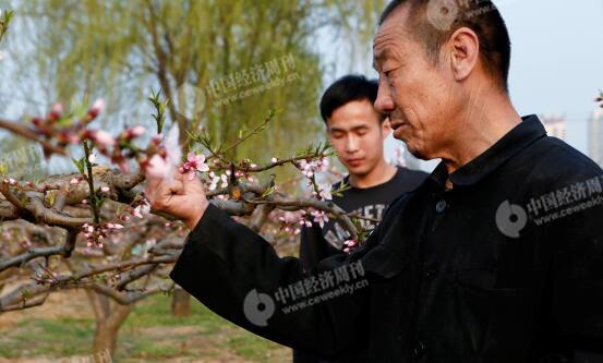 p30-1-胡偉和父親在自家地里,，他們近年來專門種植桃子。他們身后是一處商業(yè)樓盤,。