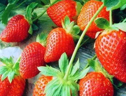 春困來(lái)襲 菠菜草莓菠蘿能有效緩解