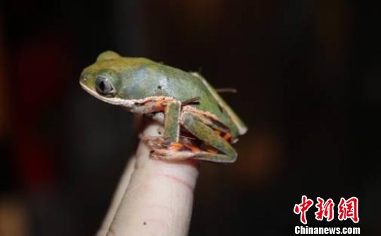 虎紋腿猴樹蛙,。　北京國檢局提供 攝