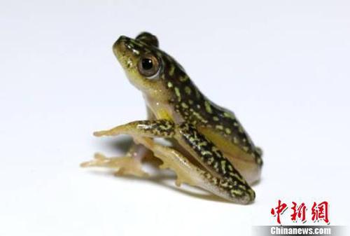 白腹蘆葦蛙,。　北京國檢局提供 攝