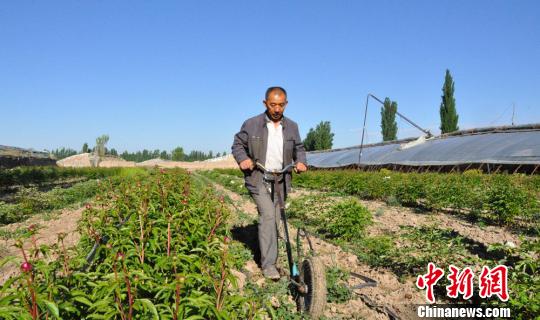 任建德正在給牡丹,、芍藥園中耕除草,?！∩蝾Ｑ?攝