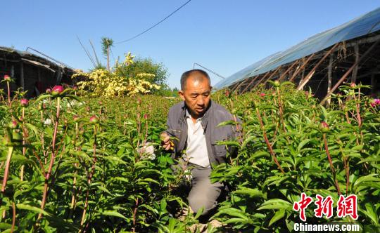 旋耕機(jī)把芍藥的枝條碰倒了，任建德正在扶枝,?！∩蝾Ｑ?攝