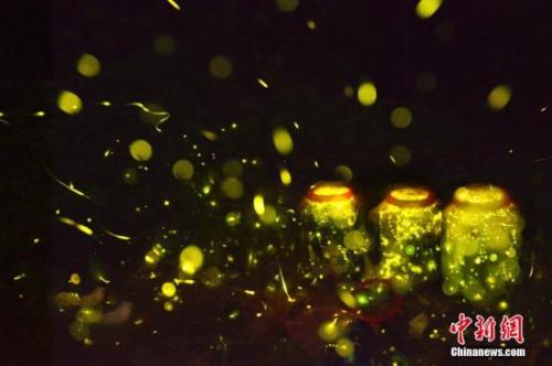  螢火蟲 <a target='_blank' href='http://www.chinanews.com/'>中新社</a>發(fā) 仲雁銘 攝 圖片來(lái)源：CNSPHOTO