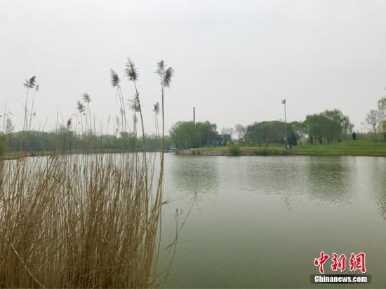 今年的清明假期期間，因“河北雄安新區(qū)”的消息,，被譽為“華北明珠”的河北省白洋淀景區(qū)吸引了眾多游客前來觀光旅游,。記者在景區(qū)雄縣碼頭周邊探訪時發(fā)現(xiàn),，白洋淀景區(qū)已展現(xiàn)了迷人的秀麗景色,。此時節(jié),，桃花綻放,，楊柳泛青,，鶯飛草長，非常適宜出游踏青,。有當?shù)厝吮硎?，從這個月份開始一直到白洋淀內(nèi)的荷花全部綻放,，淀里的景色將會一天比一天美。張帆 攝