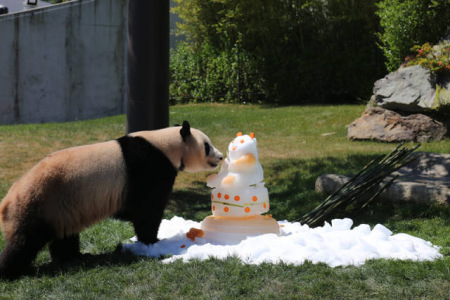 6月4日,，在日本和歌山縣白浜野生動物園，大熊貓“優(yōu)浜”享用動物園準備的禮物——一個由竹子,、胡蘿卜,、蘋果、蜂蜜制成的冰塊蛋糕,。(新華社記者方藝曉攝)