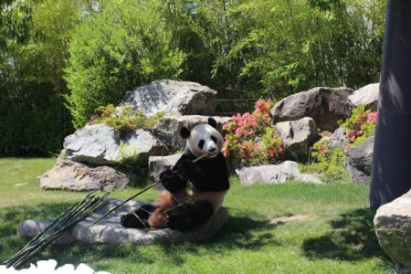 6月4日，在日本和歌山縣白浜野生動物園,，大熊貓“優(yōu)浜”在送別儀式上啃竹子,。(新華社記者方藝曉攝)