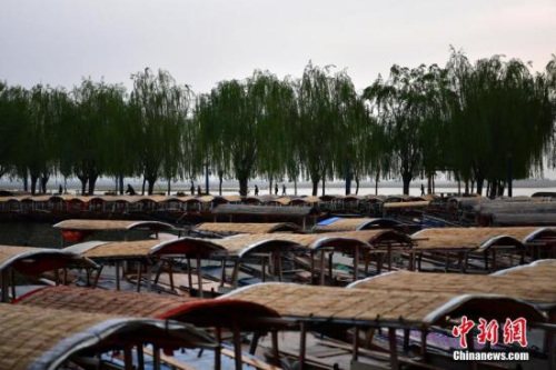 資料圖：雄安新區(qū)白洋淀,，密密麻麻的手搖游船。<a target='_blank' href='http://www.chinanews.com/'>中新社</a>記者 翟羽佳 攝