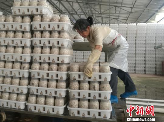 資料圖：食用菌工廠的車間，一名年過五旬的貧困對象整齊地擺放好食用菌材料,?！√K路程 攝