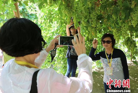 圖為華教代表在葡萄架下留影,?！」⒌さ?攝