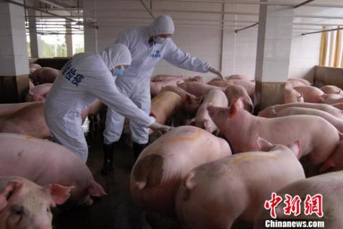 資料圖：動(dòng)物檢疫人員在對(duì)供港活豬養(yǎng)殖場(chǎng)進(jìn)行現(xiàn)場(chǎng)檢疫,。　鄒冬輝 攝