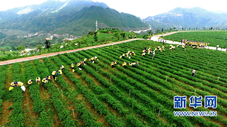 安溪鐵觀音的春茶采摘場(chǎng)面,。