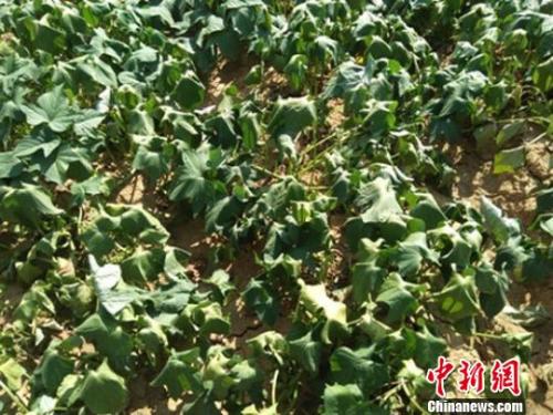  圖為甘肅隴南徽縣連續(xù)高溫暴曬下，紅薯藤卷曲,?！＄娦?攝