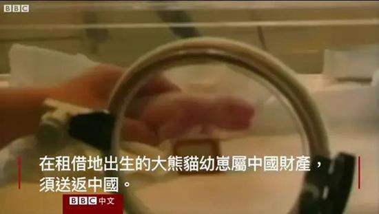 外媒:熊貓是中國(guó)的賺錢工具,、外交手段和置換籌碼