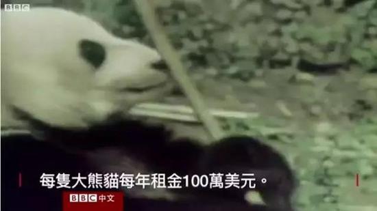 外媒:熊貓是中國(guó)的賺錢工具,、外交手段和置換籌碼