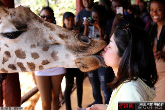 資料圖：當地時間1月15日,，肯尼亞內羅畢的一個動物園內,，游客用嘴喂食長頸鹿，人與動物親密接觸,，其樂融融,。