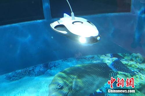 水中機(jī)器人,。<a target='_blank' href='http://www.chinanews.com/' >中新網(wǎng)</a> 吳濤 攝