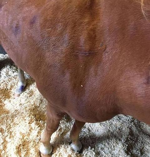 觸目驚心,！英暴徒持刀亂捅馬匹15刀造其重傷