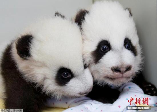 12月12日，美國(guó)亞特蘭大動(dòng)物園為一對(duì)雌性大熊貓雙胞胎寶寶舉行百天命名儀式，給姐妹倆分別起名“雅倫”和“喜倫”,。這對(duì)名字是2.3萬(wàn)名熊貓“粉絲”從七對(duì)候選名字中投票選出的，其中有約一半人選擇了這對(duì)具有中國(guó)特色又表達(dá)美好寓意的名字,。圖為“雅倫”和“喜倫”,。