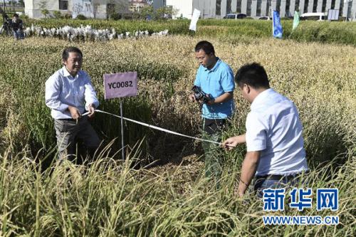 　　9月28日,，在青島海水稻研發(fā)中心，測產(chǎn)專家組專家在對取樣海水稻進(jìn)行面積測量,。金秋九月,，黃海之濱，一片生長在咸水中的特殊水稻已稻穗累累,、壓彎枝頭。這是中國工程院院士,、“雜交水稻之父”袁隆平領(lǐng)銜的技術(shù)團(tuán)隊(duì)培育出的最新一批“海水稻”,。新華社記者 郭緒雷 攝 