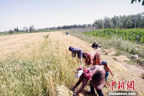 6月9日,，在新疆喀什地區(qū)巴楚縣，當?shù)剞r民正在搶收夏糧,。進入6月,，新疆1760萬畝小麥陸續(xù)開鐮收割。據(jù)悉,，今年新疆糧食種植面積3406萬畝,，其中小麥種植面積1760萬畝，預計小麥產量可達到660萬噸,。<a target='_blank' href='http://www.chinanews.com/'>中新社</a>記者 王小軍 攝