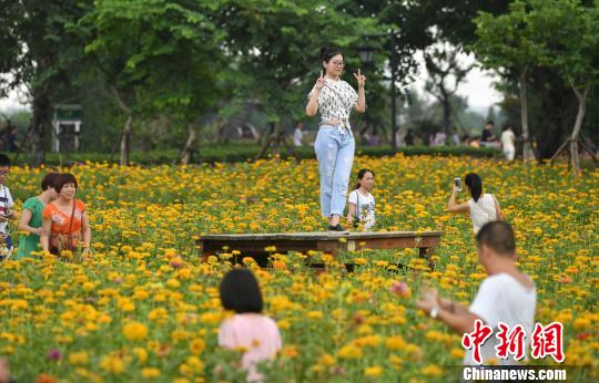 圖為游客在花叢中拍照留念,?！蚊?攝