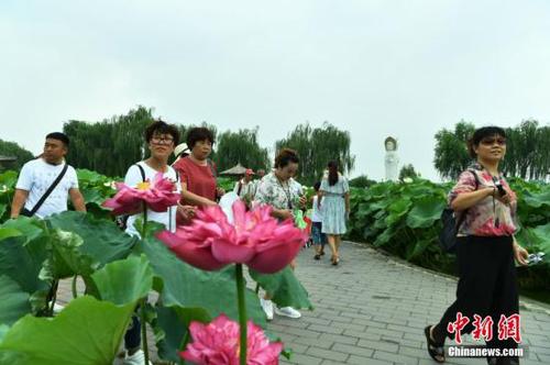 8月2日,，位于雄安新區(qū)的“華北明珠”白洋淀游人如織,。據(jù)了解，目前正值白洋淀最美季節(jié),，淀內(nèi)葦綠荷紅,，360余種中外荷花吸引著各地的游客。圖為游客在白洋淀荷花大觀園賞荷,。<a target='_blank' href='http://www.chinanews.com/'>中新社</a>記者 翟羽佳 攝