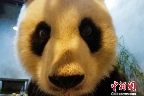 圖為大熊貓健康及營養(yǎng)狀況正在恢復(fù),。西安秦嶺野生動物園供圖