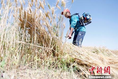6月9日,，在新疆喀什地區(qū)巴楚縣,，當(dāng)?shù)剞r(nóng)民正在搶收夏糧。進(jìn)入6月,，新疆1760萬畝小麥陸續(xù)開鐮收割,。據(jù)悉，今年新疆糧食種植面積3406萬畝,，其中小麥種植面積1760萬畝,，預(yù)計小麥產(chǎn)量可達(dá)到660萬噸。<a target='_blank' href='http://www.chinanews.com/'>中新社</a>記者 王小軍 攝