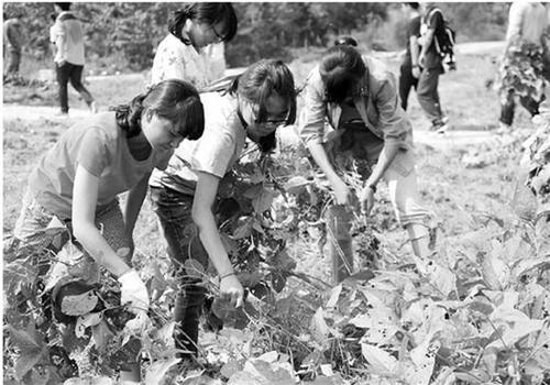 高校農(nóng)學院種菜成必修課:種不出蘿卜番薯畢不了業(yè)