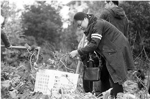 高校農(nóng)學院種菜成必修課:種不出蘿卜番薯畢不了業(yè)