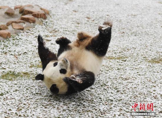 11月2日,，長春市迎來深秋首場降雪,，吉林省東北虎園內(nèi)的大熊貓夢夢興奮地在雪中撒歡。<a target='_blank' href='http://www.chinanews.com/'>中新社</a>記者 張瑤 攝