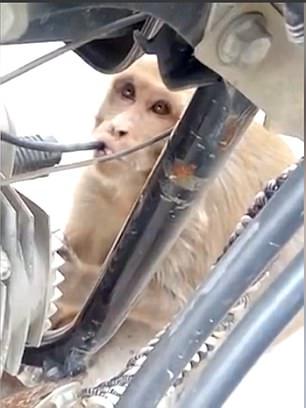 印度一猴子專偷喝摩托車汽油 志愿者：它總喝高