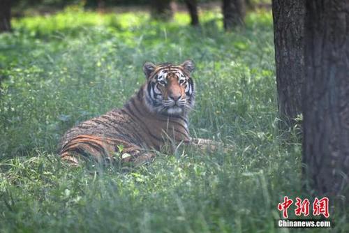 資料圖：威猛的東北虎躲在樹蔭下“慵懶”地休息,。 張瑤 攝