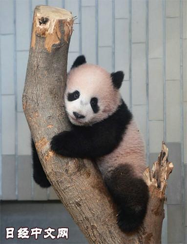 日本上野動(dòng)物園熊貓寶寶將亮相：抽簽觀(guān)看 限5分鐘