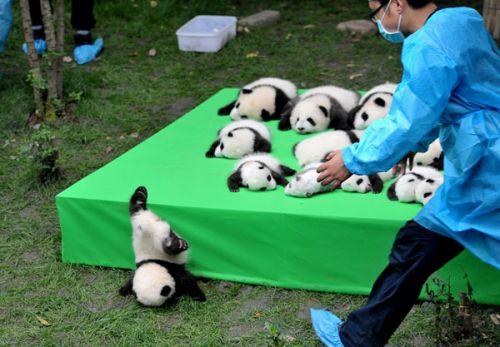 日本上野動(dòng)物園熊貓寶寶將亮相：抽簽觀(guān)看 限5分鐘