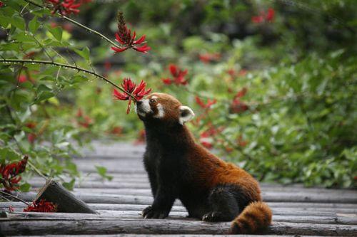 日本上野動(dòng)物園熊貓寶寶將亮相：抽簽觀(guān)看 限5分鐘
