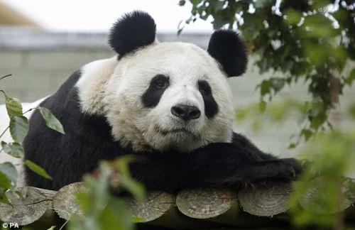 日本上野動(dòng)物園熊貓寶寶將亮相：抽簽觀(guān)看 限5分鐘