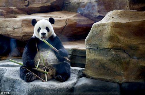 日本上野動(dòng)物園熊貓寶寶將亮相：抽簽觀(guān)看 限5分鐘