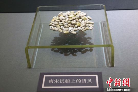 海上絲綢之路貨幣與貿(mào)易展上的南宋沉船貨貝,。　李倩倩　攝