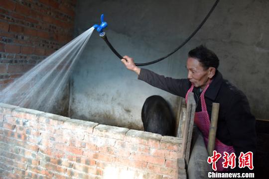 劉云富在清洗豬圈?！√K忠國 攝