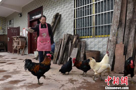 劉云富在喂養(yǎng)土雞?！√K忠國 攝