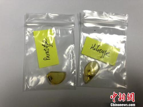 圖為緬甸琥珀標(biāo)本,。　楊顏慈 攝