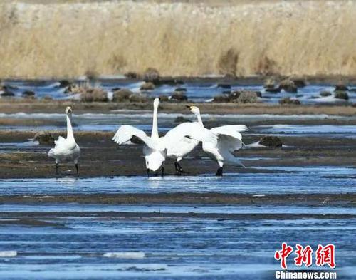 圖為天鵝與冰凌“共舞”?！∥滠?攝
