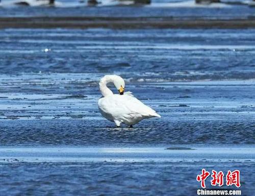 圖為棲息在湖面冰凌中的白天鵝,。　武軍 攝