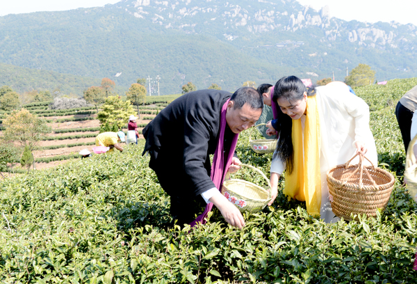 8頭採(cǎi)節(jié)上茶產(chǎn)業(yè)種植龍頭企業(yè)在太姥山下茶園采摘