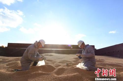 資料圖：遼寧大窯灣檢驗檢疫局工作人員對進口大豆進行查驗,。　閆善友 攝
