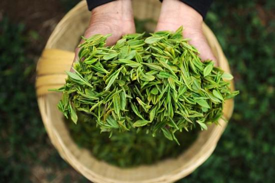新茶需要退火,！放一放再喝香氣更濃