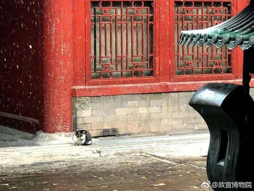 故宮掃不掃雪?博鰲論壇上故宮掌門人回答這些問(wèn)題