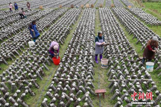 3月12日,，農(nóng)戶(hù)在田間采摘木耳,。近年來(lái),，貴州省印江土家族苗族自治縣以“政府引導(dǎo),、企業(yè)主體,、農(nóng)戶(hù)參與”的模式,，結(jié)合市場(chǎng)需求，發(fā)展食用菌產(chǎn)業(yè),。目前,，該縣累計(jì)建成食用菌基地15個(gè)，建成育菌棚,、生產(chǎn)大棚3200余個(gè)(占地76.8萬(wàn)平方米),，2017年，種植食用菌8800萬(wàn)棒,，實(shí)現(xiàn)產(chǎn)量約6.6萬(wàn)噸,，產(chǎn)值5.28億元；帶動(dòng)6000余戶(hù)群眾22000余人(其中貧困戶(hù)3000余戶(hù),，10000余人)發(fā)展食用菌種植，實(shí)現(xiàn)當(dāng)年帶動(dòng)的貧困人口人均增收3500元以上，確保當(dāng)年參與貧困戶(hù)精準(zhǔn)脫貧,。食用菌主要銷(xiāo)往重慶,、浙江、上海,、廣東,、福建等地，干菇通過(guò)電商和代理商銷(xiāo)往全國(guó)各地,。<a target='_blank' href='http://www.chinanews.com/'>中新社</a>記者 賀俊怡 攝