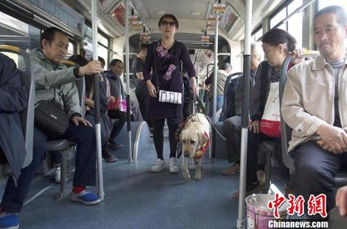 山西盲人攜導盲犬鬧市行走呼吁關(guān)注視障者出行